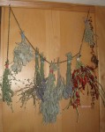 herbs drying gfzing.com